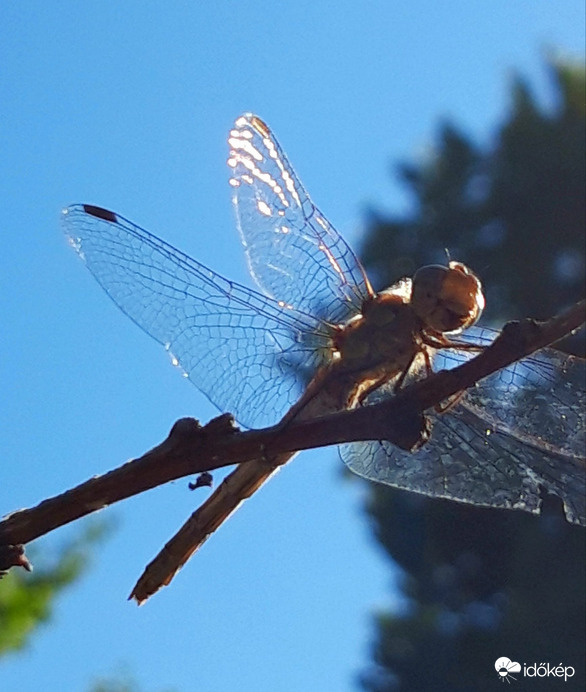 Vendék a barackfán