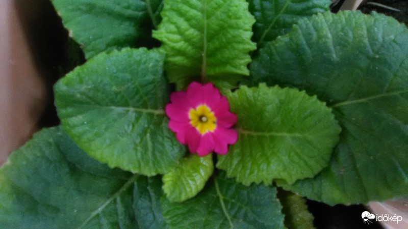 Primula júliusban