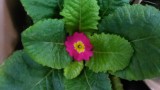 Primula júliusban