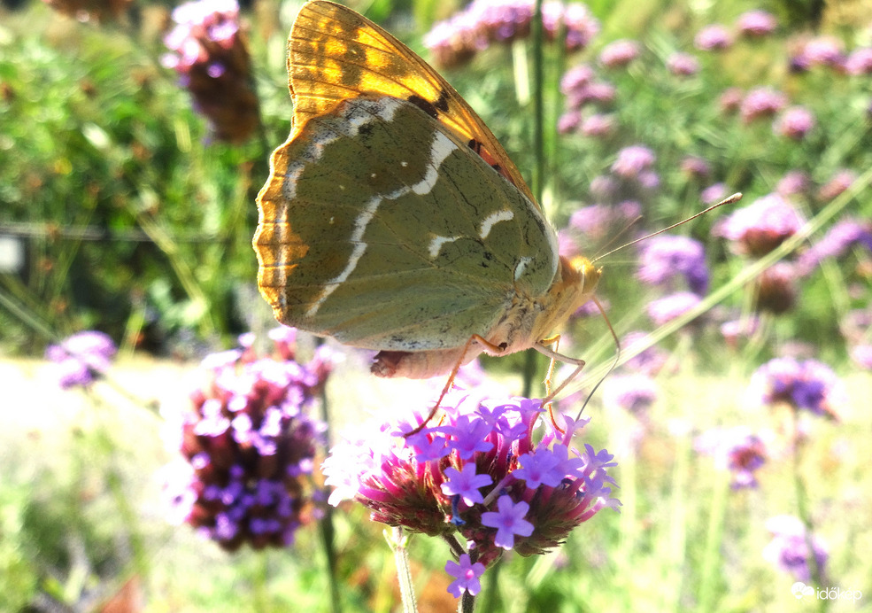 Természet