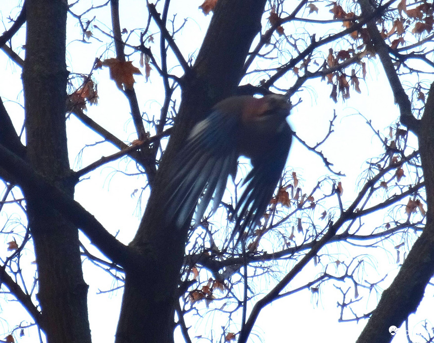 megjöttek a szajkók a környékre