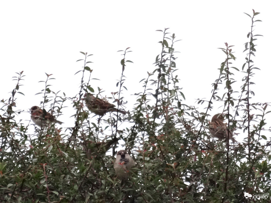 ök a verebek a varjak véletlen kerültek fel az előbb