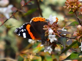 vanessa atalanta