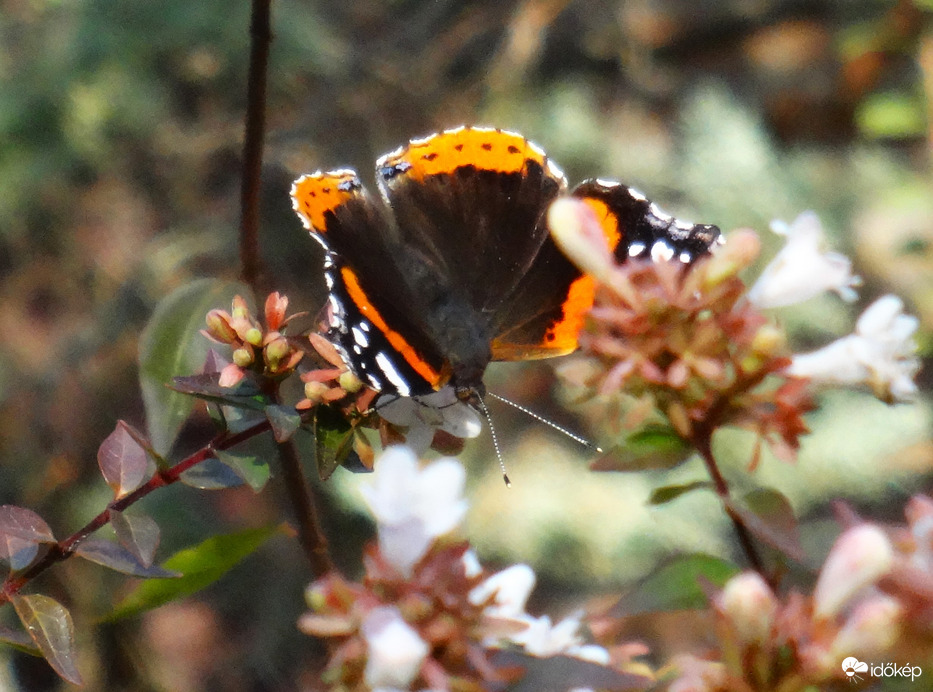 atalanta (admiralis) lepke