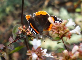 atalanta (admiralis) lepke