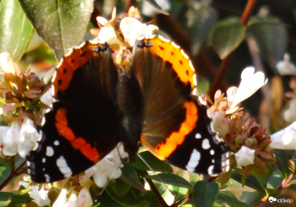 végre egy atalanta lepke!
