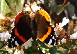 végre egy atalanta lepke!