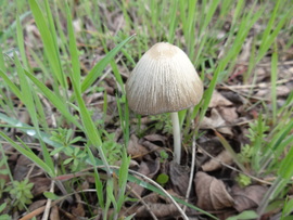 kmo fotója