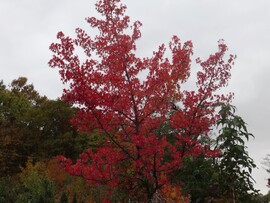 színes szürke napra