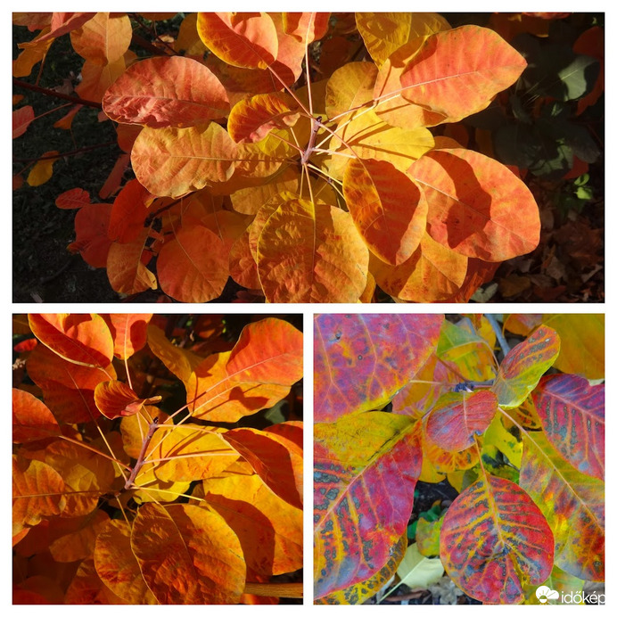 cserszömörce színei