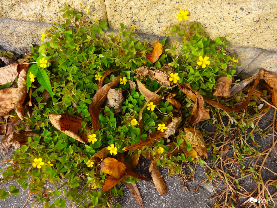 vadvirág a fal tövében