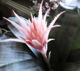 aechmea-lándzsarózsa