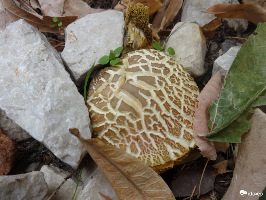 gomba nőtt a kövek közt
