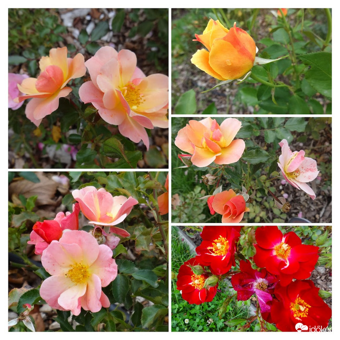 Rózsák a Gellért -hegyről