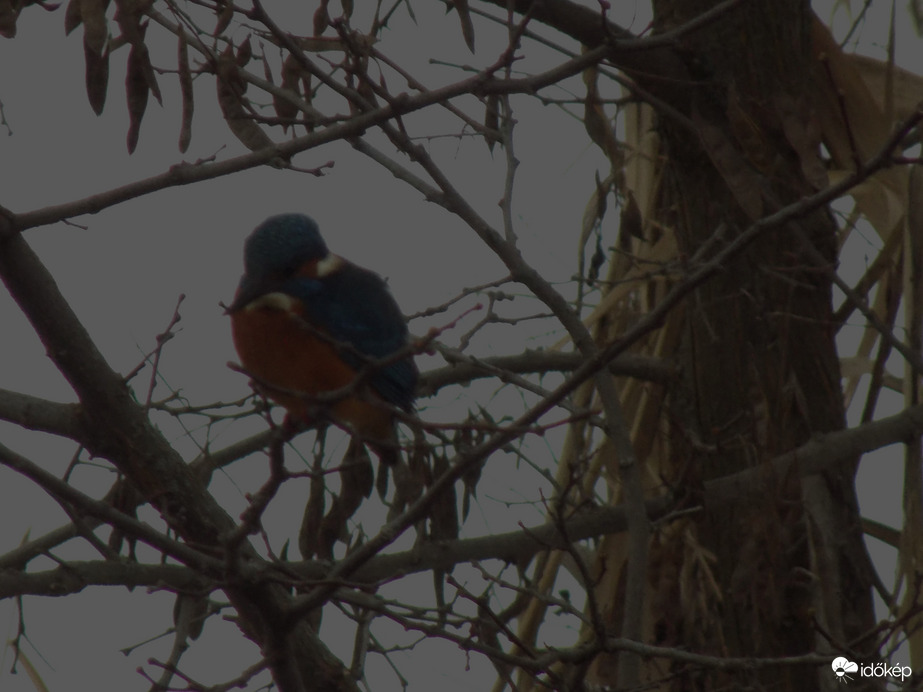 jégmadár ennyit láttam belőle
