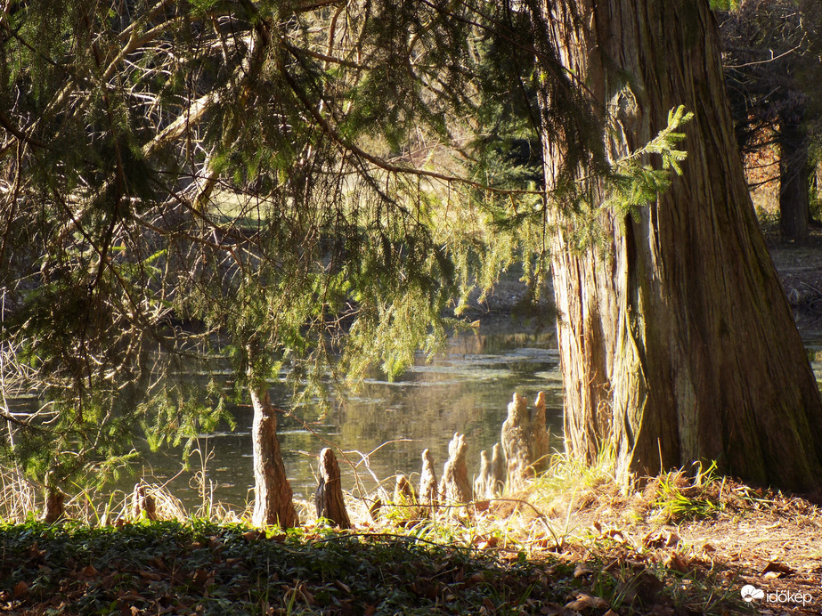 mocsárciprus léggyökerek