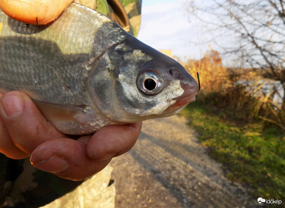a sügér megúszta-visszadobták a tóba