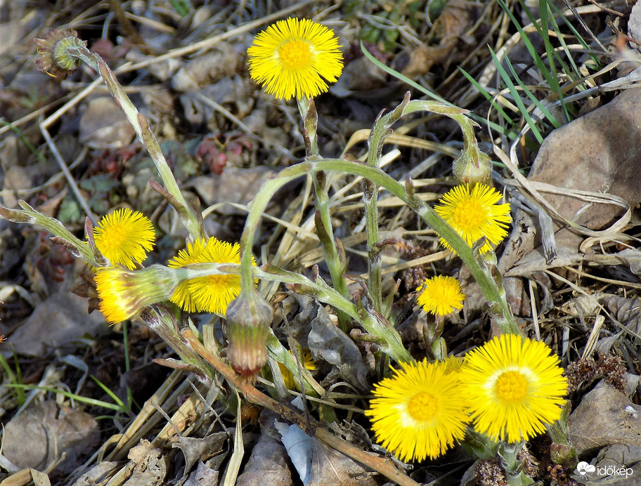 martilapu