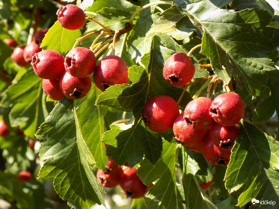színes a  szürke napra