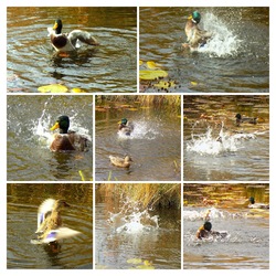 hancúrozók, élvezik a szép időt nov.2.