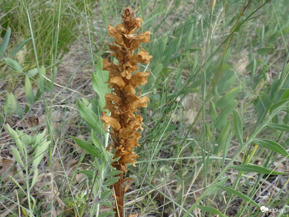 Természet