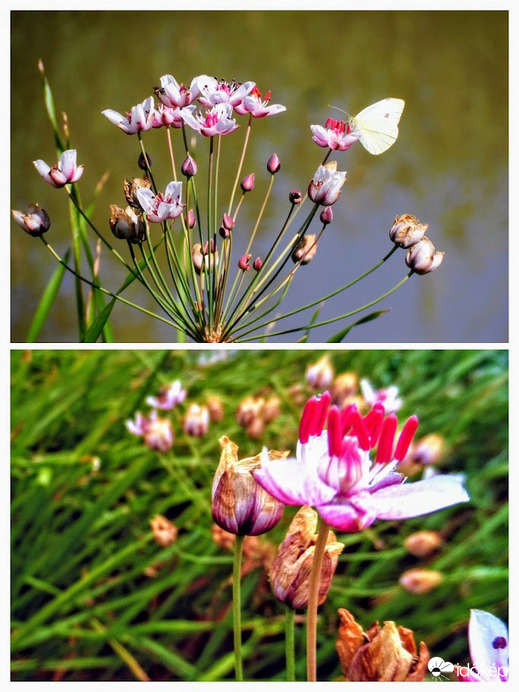 virágkáka elvirágzóban