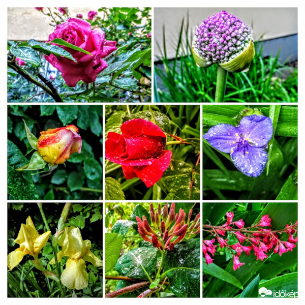 virágok éltető májusi esőben