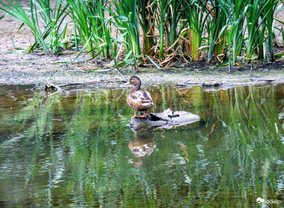 csak egy kacsa árválkodik ma a tóban