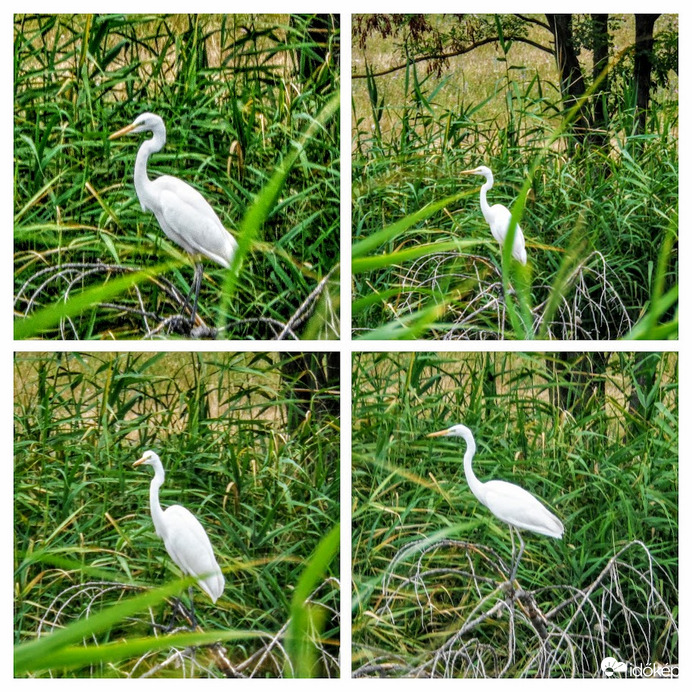 kócsag ül a gém helyén