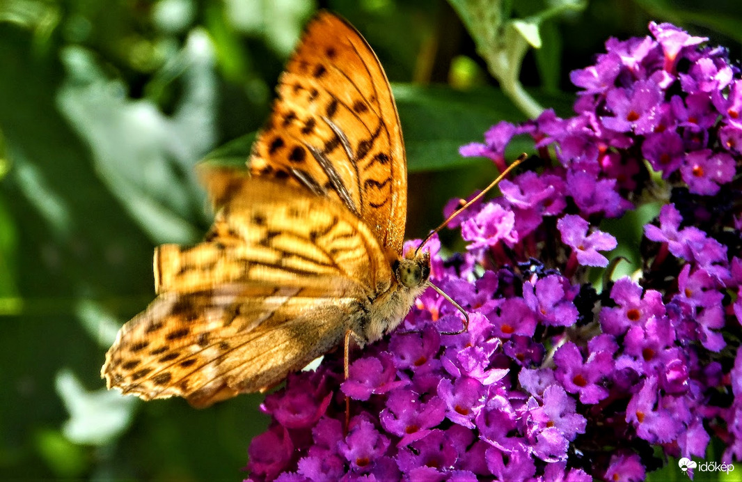 gyöngyházlepke