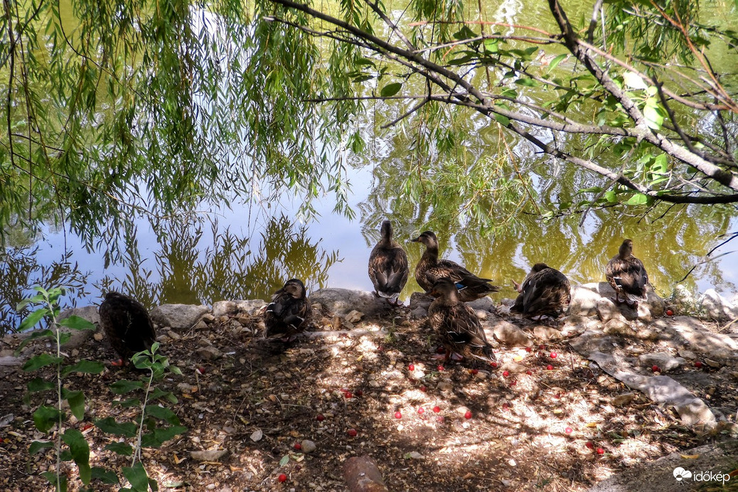 árnyékos pihenőhely a Feneketlen -tónál