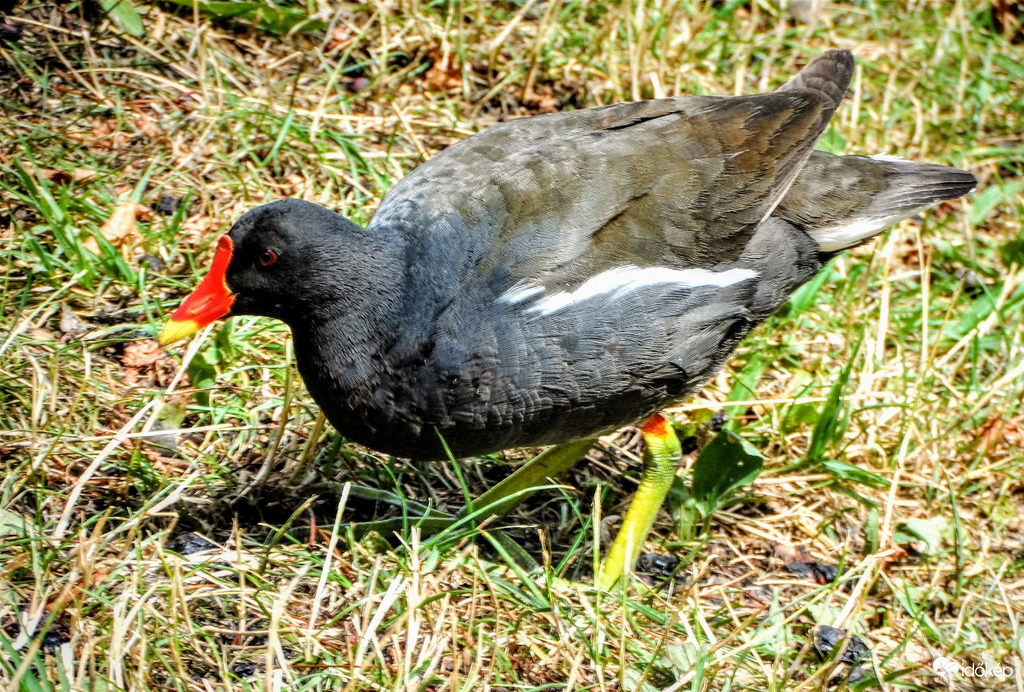 kapirgáló vizityúk