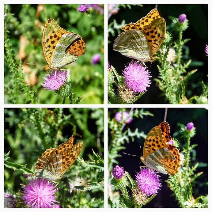 szakadt szárnyú gyöngyházlepke a bogáncson