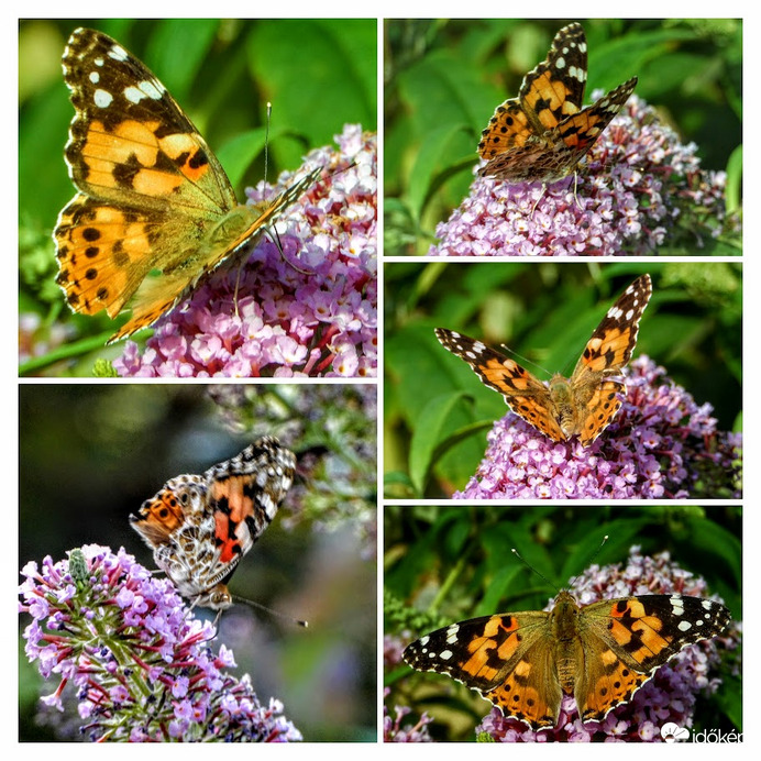 bogáncslepkék