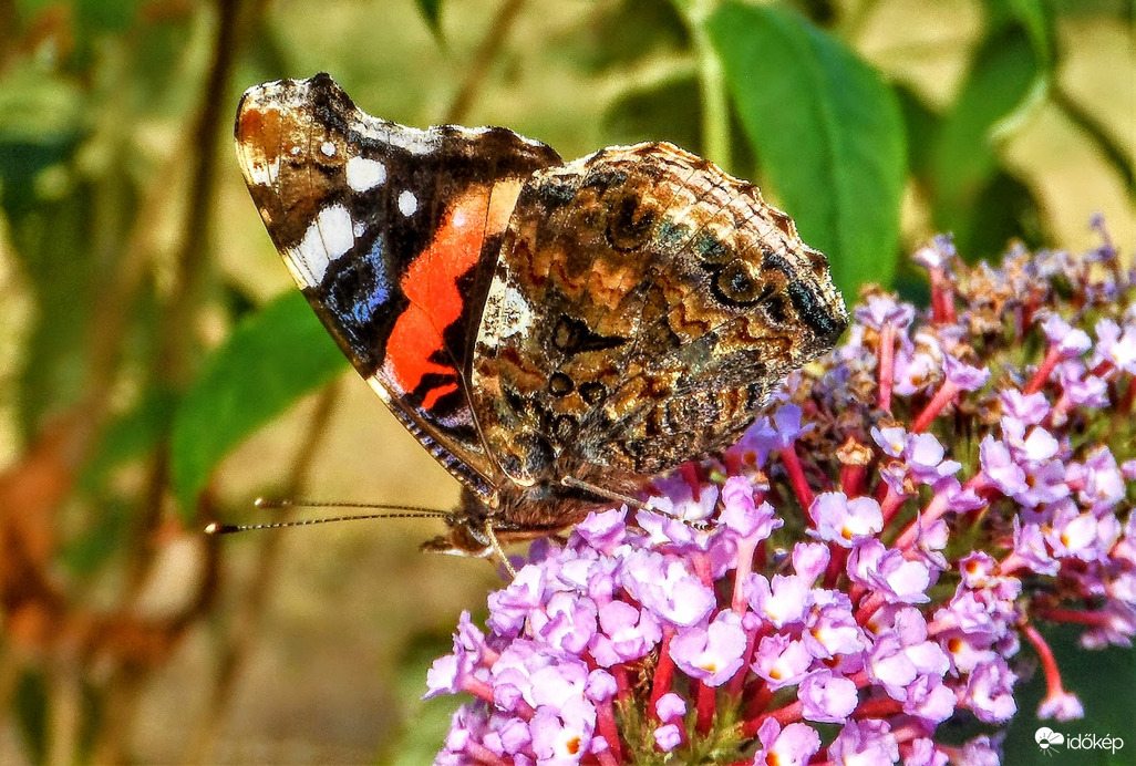 atalanta/admirális lepke