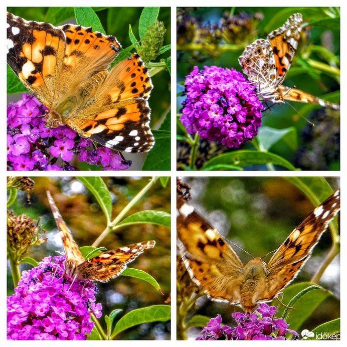 mai lepkék