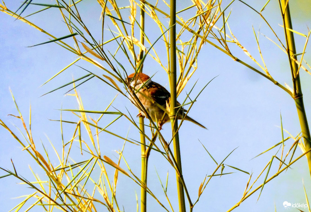 végra madarat is látok