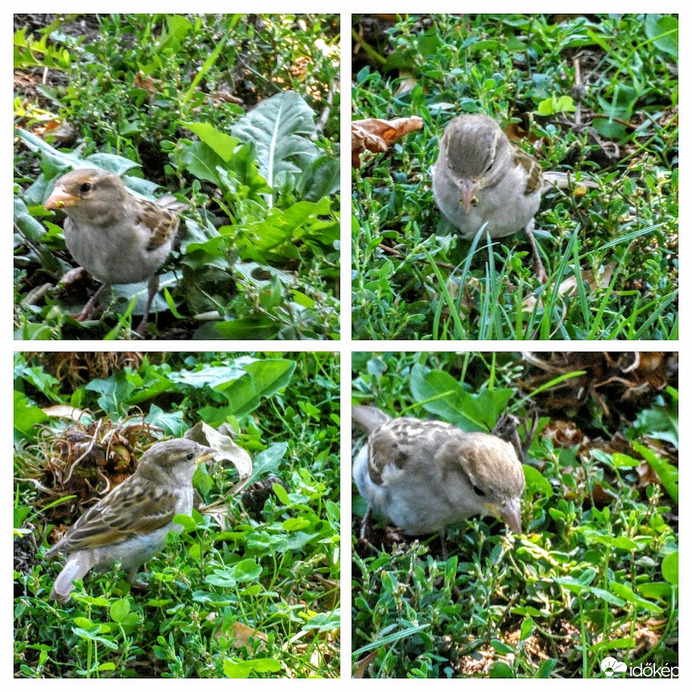 picurka keresél a fű között