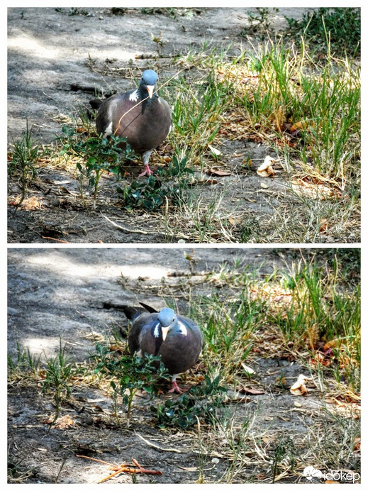 örvösgalamb keresgél 