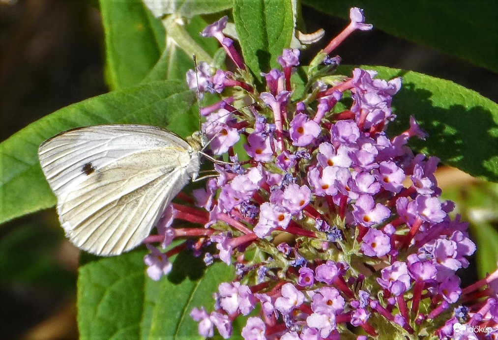 ma már csak  ő volt az orgonán