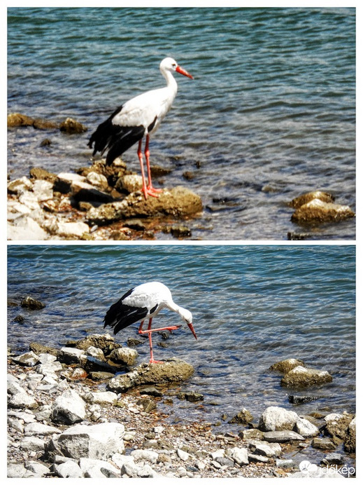 szabad gólya a Dunánál