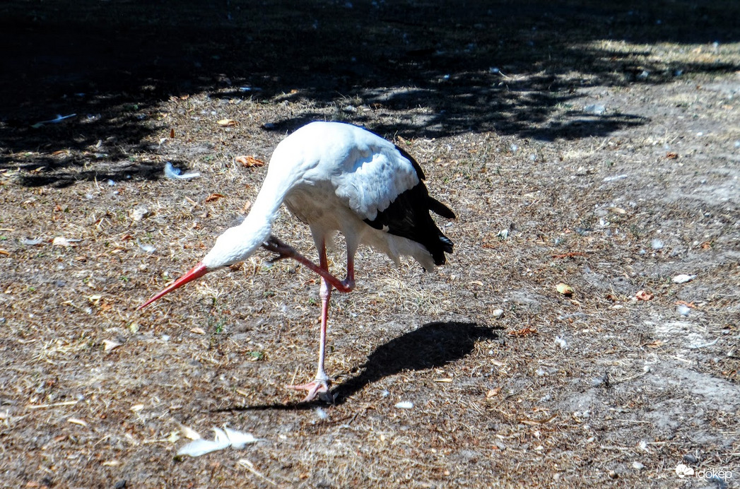 "valahol valami viszket..