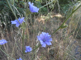kmo fotója