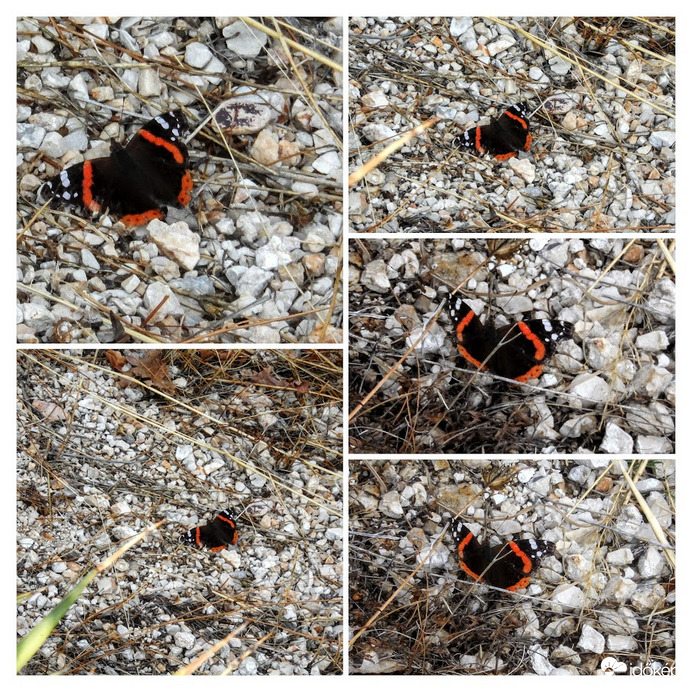 admiralis vagy atalanta  lepke