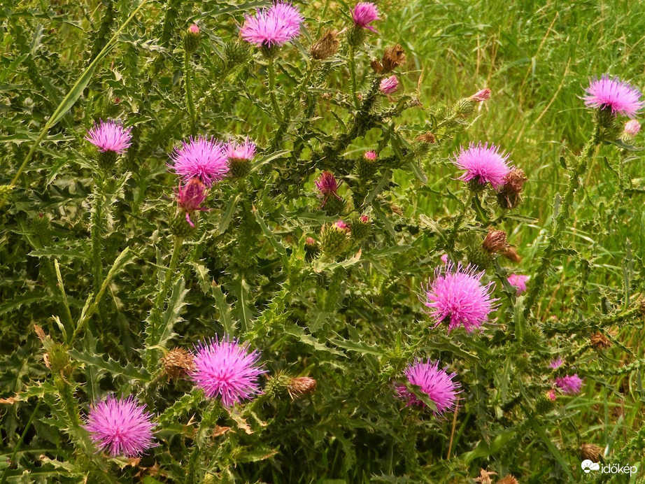 eső után felfrissülten