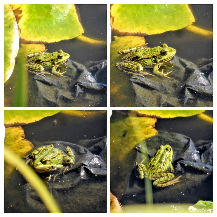 békák napoznak
