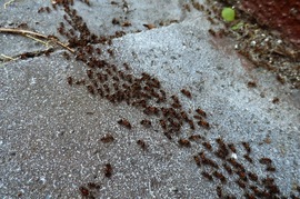 vonuló hangyák sora