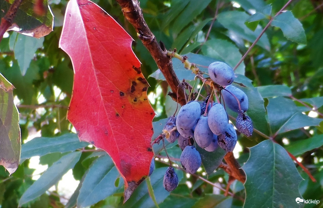 nyomot hagyott az aszály