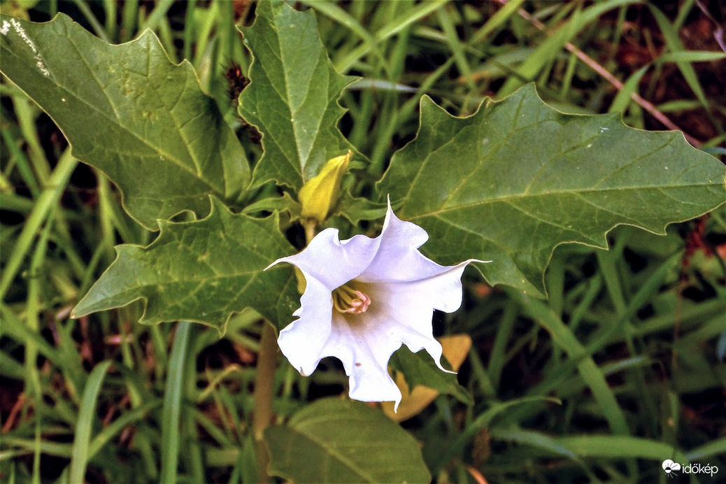 csattanó maszlag virága