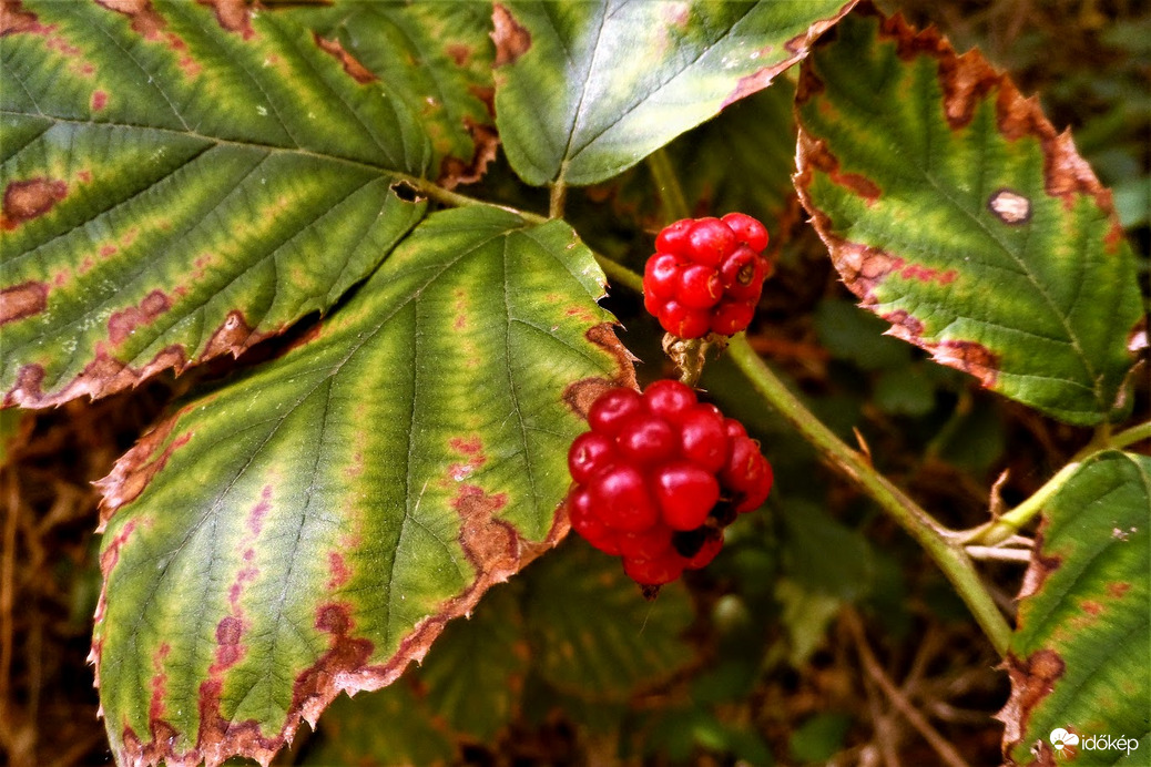 szeder ,még be is érhetne